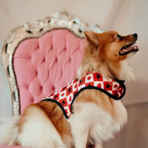 Manteau pour chien Made in France à motifs cartes à jouer Carré d’As | Chérie et Dandy