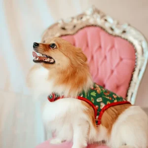 Manteau pour chien Made in France en coton vert imprimé Fête de Famille | Chérie et Dandy