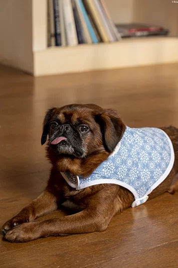 Manteau pour chien bleu ciel à imprimé flocons Reine des Neiges