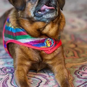 Manteau pour chien à tissu rayé d’inspiration Joker Un air si sérieux